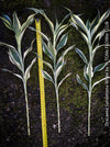 Dracaena Sanderiana White, Lucky Bamboo, cutting, green-white variegata, organically grown plants for sale at TOMs FLOWer CLUB.