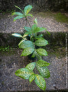 Dracaena Surculosa Florida Beauty; Drachenbaum, variegata, organically grown tropical plants for sale at TOMs FLOWer CLUB.