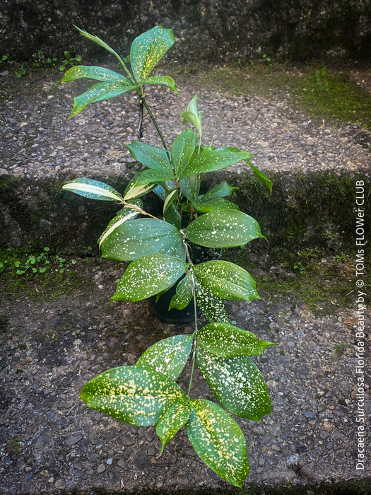 Dracaena Surculosa Florida Beauty; Drachenbaum, variegata, organically grown tropical plants for sale at TOMs FLOWer CLUB.