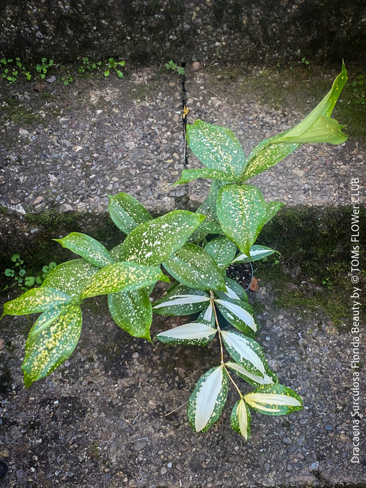 Dracaena Surculosa Florida Beauty; Drachenbaum, variegata, organically grown tropical plants for sale at TOMs FLOWer CLUB.