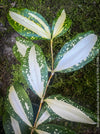 Dracaena Surculosa Florida Beauty; Drachenbaum, variegata, organically grown tropical plants for sale at TOMs FLOWer CLUB.