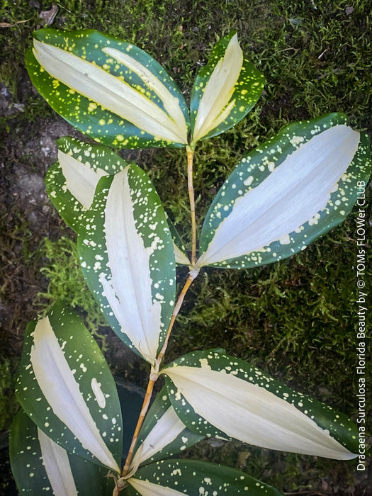 Dracaena Surculosa Florida Beauty; Drachenbaum, variegata, organically grown tropical plants for sale at TOMs FLOWer CLUB.