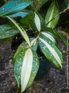 Dracaena Surculosa Florida Beauty; Drachenbaum, variegata, organically grown tropical plants for sale at TOMs FLOWer CLUB.