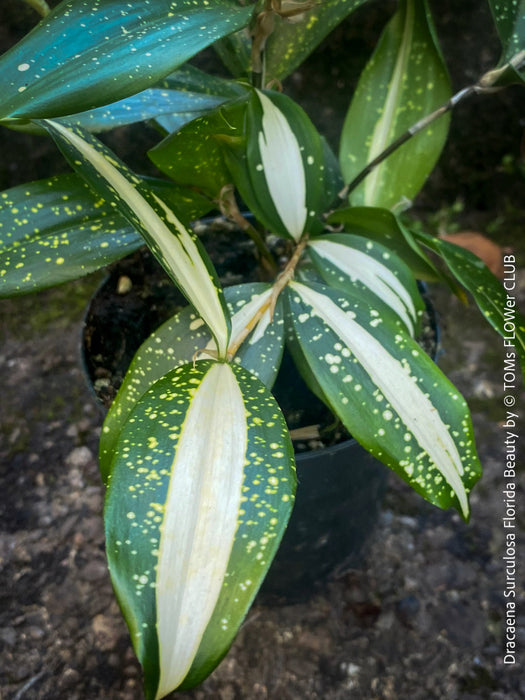 Dracaena Surculosa Florida Beauty; Drachenbaum, variegata, organically grown tropical plants for sale at TOMs FLOWer CLUB.