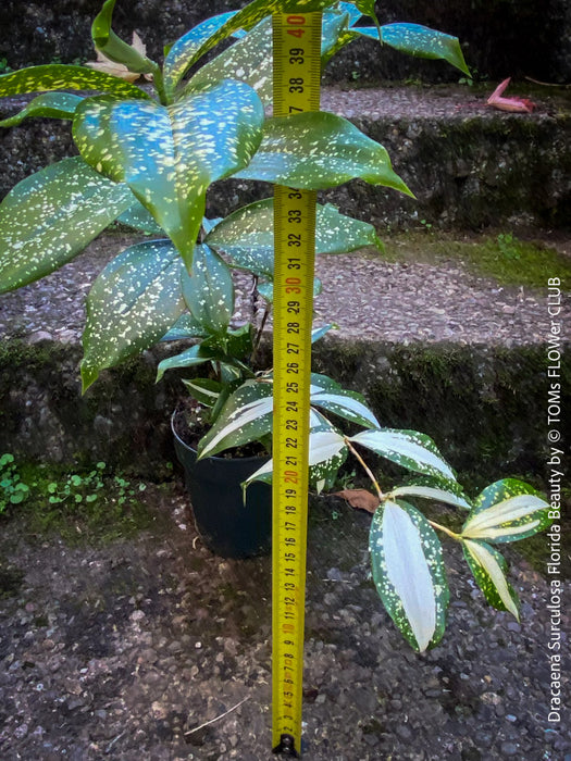 Dracaena Surculosa Florida Beauty; Drachenbaum, variegata, organically grown tropical plants for sale at TOMs FLOWer CLUB.