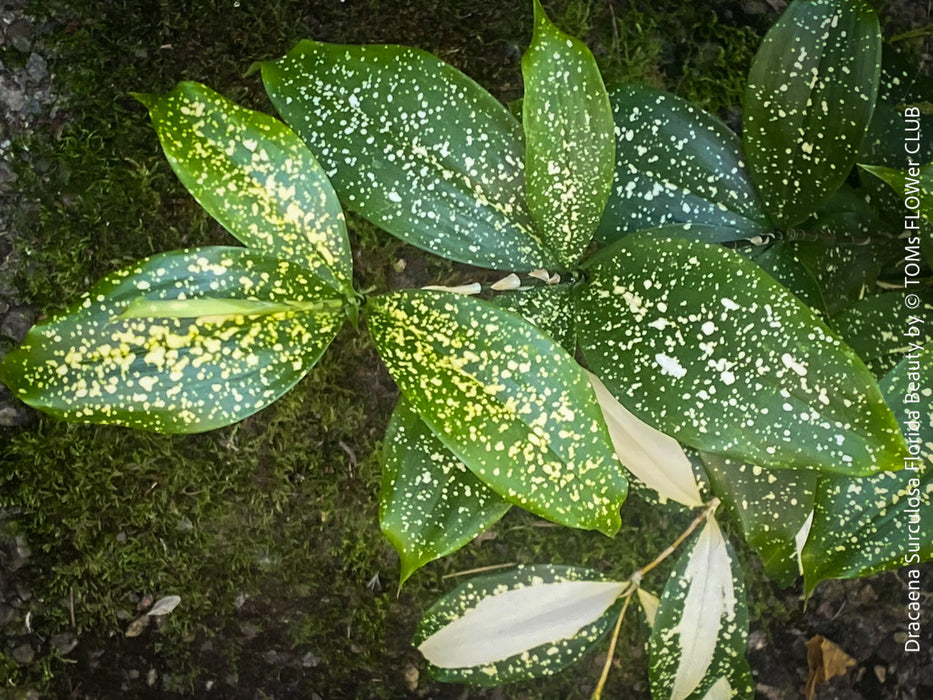 Dracaena Surculosa Florida Beauty; Drachenbaum, variegata, organically grown tropical plants for sale at TOMs FLOWer CLUB.