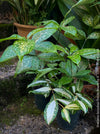 Dracaena Surculosa Florida Beauty; Drachenbaum, variegata, organically grown tropical plants for sale at TOMs FLOWer CLUB.