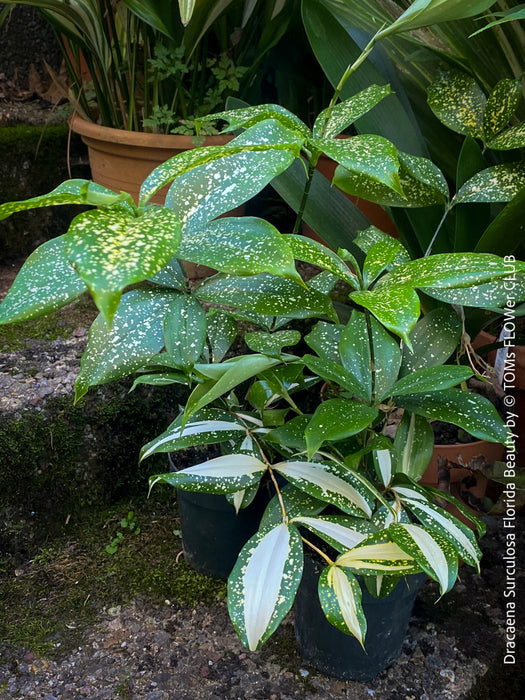 Dracaena Surculosa Florida Beauty; Drachenbaum, variegata, organically grown tropical plants for sale at TOMs FLOWer CLUB.