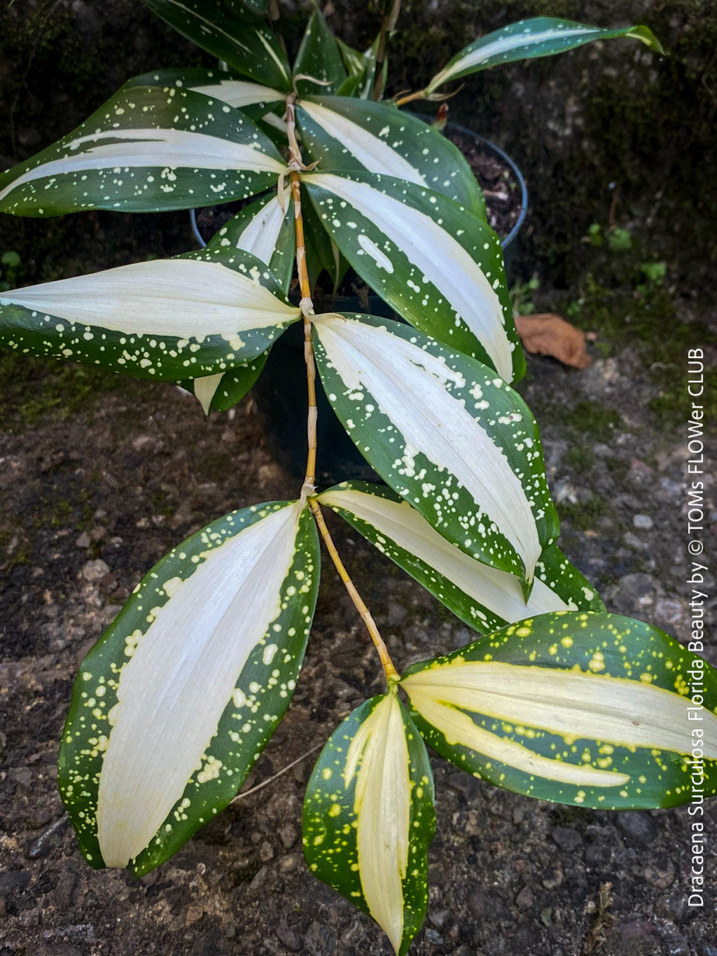 dracaena surculosa lindl Dracaena Surculosa Florida Beauty | organically grown tropical plants