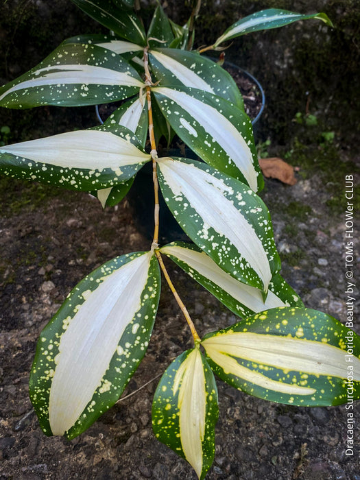 Dracaena Surculosa Florida Beauty