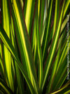 Dracaena Marginata Sunray, nicely branched dragon tree, low maintenance plant, green-yellow variegata, organically grown plants for sale at TOMs FLOWer CLUB.