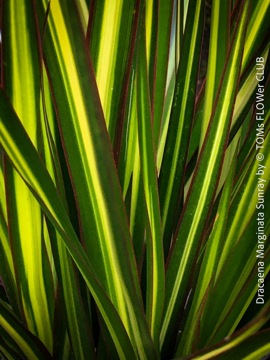 Dracaena Marginata Sunray, nicely branched dragon tree, low maintenance plant, green-yellow variegata, organically grown plants for sale at TOMs FLOWer CLUB.