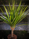 Dracaena Marginata Rainbow, Dracaena Marginata Sunray, Dracaena Marginata, Dracaena Fragrans Yellow Coast, cutting, green-yellow variegata, organically grown plants for sale at TOMs FLOWer CLUB.