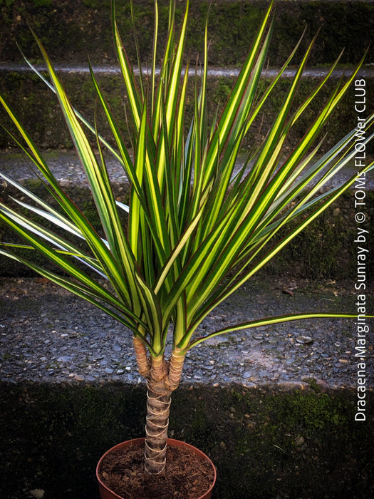Dracaena Marginata Rainbow, Dracaena Marginata Sunray, Dracaena Marginata, Dracaena Fragrans Yellow Coast, cutting, green-yellow variegata, organically grown plants for sale at TOMs FLOWer CLUB.