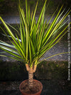 Dracaena Marginata Sunray, nicely branched dragon tree, low maintenance plant, green-yellow variegata, organically grown plants for sale at TOMs FLOWer CLUB.