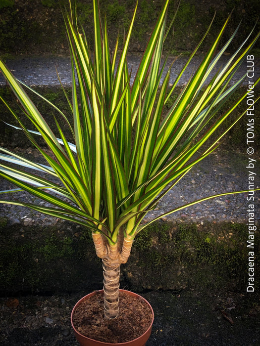 Dracaena Marginata Sunray, nicely branched dragon tree, low maintenance plant, green-yellow variegata, organically grown plants for sale at TOMs FLOWer CLUB.