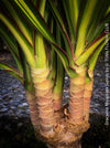 Dracaena Marginata Sunray, nicely branched dragon tree, low maintenance plant, green-yellow variegata, organically grown plants for sale at TOMs FLOWer CLUB.