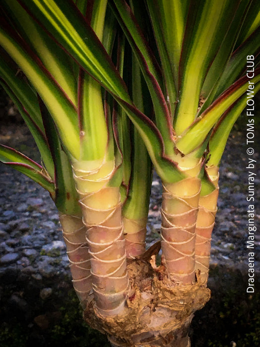 Dracaena Marginata Sunray, nicely branched dragon tree, low maintenance plant, green-yellow variegata, organically grown plants for sale at TOMs FLOWer CLUB.