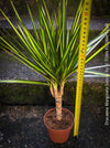 Dracaena Marginata Sunray, nicely branched dragon tree, low maintenance plant, green-yellow variegata, organically grown plants for sale at TOMs FLOWer CLUB.