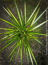 Dracaena Marginata Sunray, nicely branched dragon tree, low maintenance plant, green-yellow variegata, organically grown plants for sale at TOMs FLOWer CLUB.