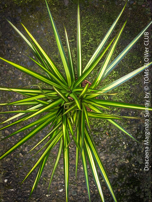 Dracaena Marginata Sunray, nicely branched dragon tree, low maintenance plant, green-yellow variegata, organically grown plants for sale at TOMs FLOWer CLUB.