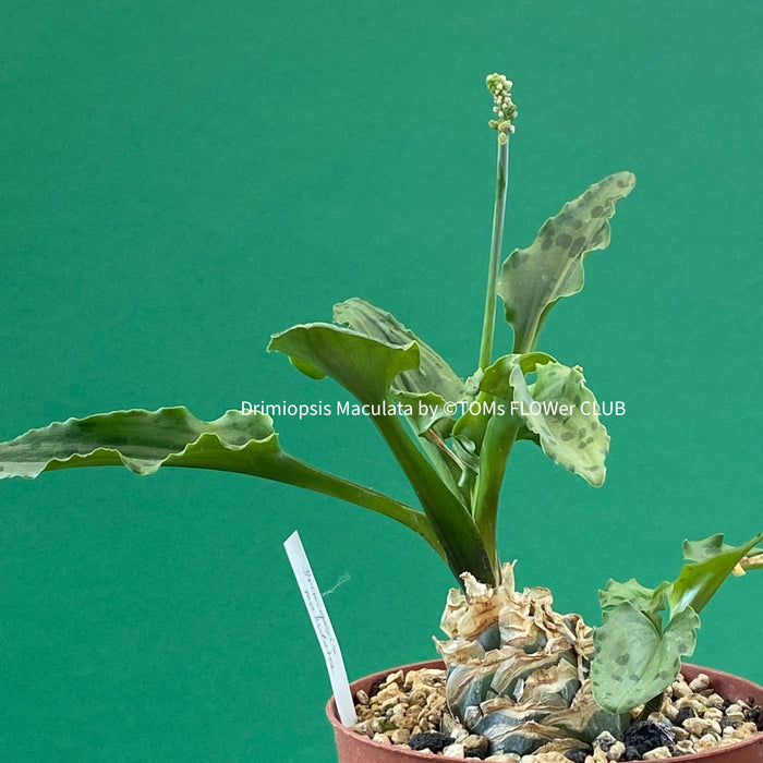 Drimiopsis Maculata / Leopard Plant, organically grown tropical plants for sale at TOMs FLOWer CLUB