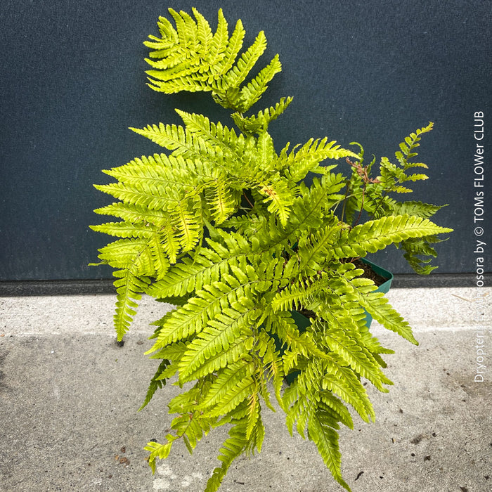 Collector fern Dryopteris erythrosora in organic substrate at TOMs FLOWer CLUB nursery