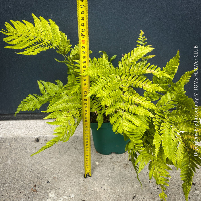 Mature fern Dryopteris erythrosora in organic substrate at TOMs FLOWer CLUB nursery for sale