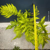 Collector fern Dryopteris erythrosora in organic substrate at TOMs FLOWer CLUB nursery