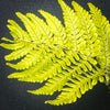 Leaf detail of Dryopteris erythrosora from TOMs FLOWer CLUB nursery