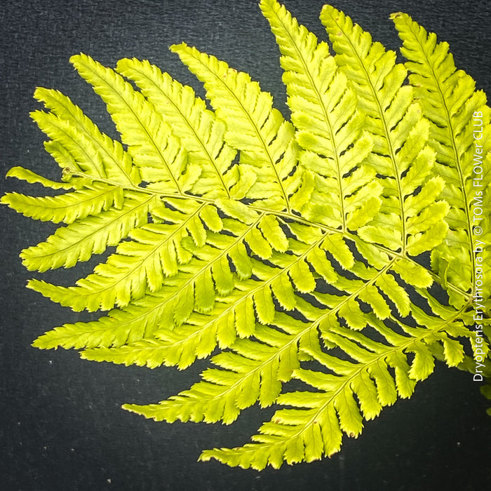 Leaf detail of Dryopteris erythrosora from TOMs FLOWer CLUB nursery