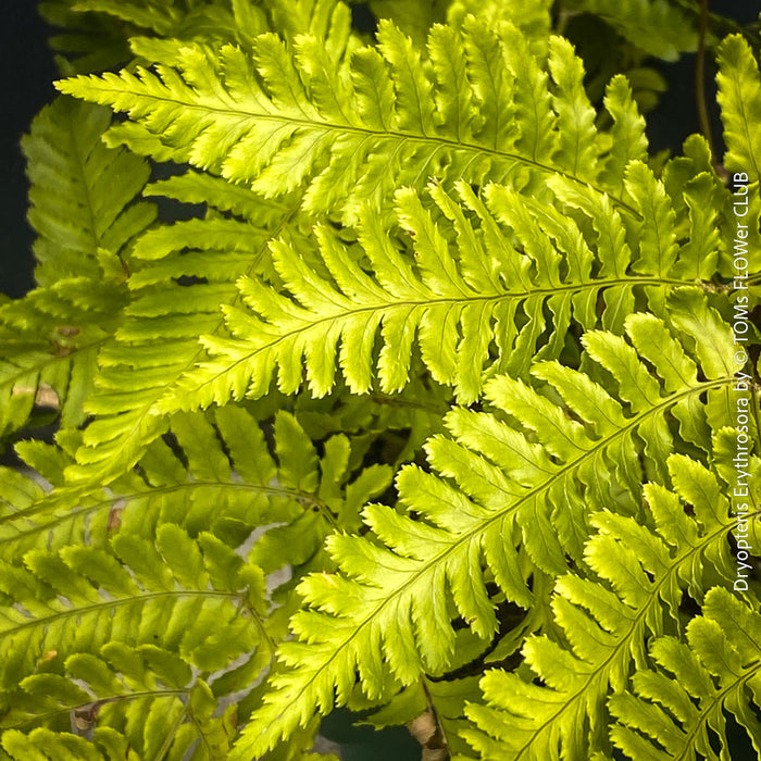 Collector fern Dryopteris erythrosora in organic substrate at TOMs FLOWer CLUB nursery