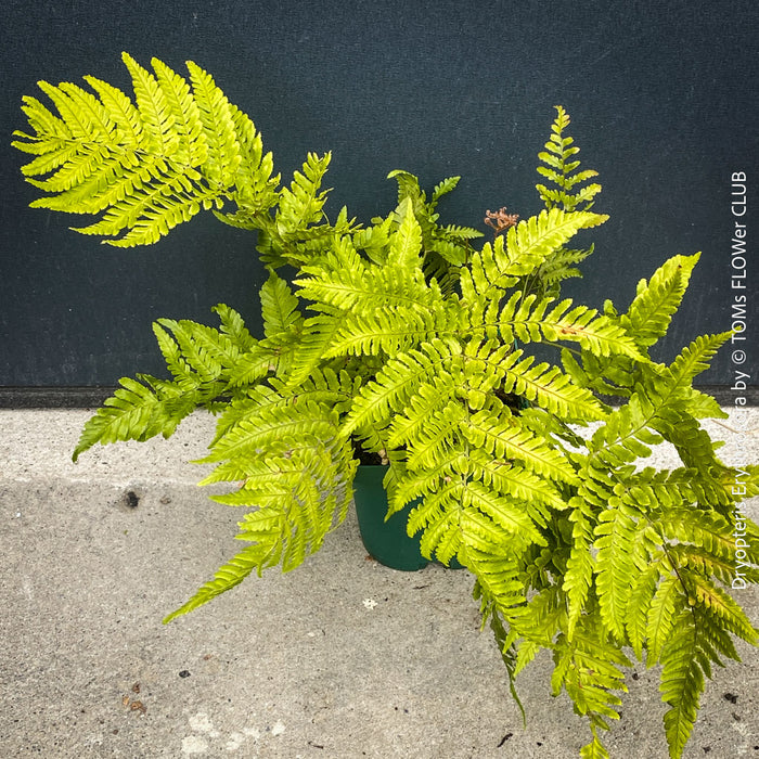 Collector fern Dryopteris erythrosora in organic substrate at TOMs FLOWer CLUB nursery