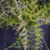 Close-up of Dryopteris filix-mas ‘Linearis Polydactyla’ showing narrow, widely spaced leaf segments and finely divided green fronds.