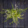 Dryopteris filix-mas ‘Linearis Polydactyla’ hardy male fern with long, arching green fronds at TOMs FLOWer CLUB, Switzerland.