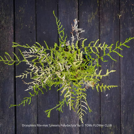 Dryopteris filix-mas ‘Linearis Polydactyla’ hardy male fern with long, arching green fronds at TOMs FLOWer CLUB, Switzerland.