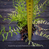 Dryopteris filix-mas ‘Linearis Polydactyla’ fern with distinctive multi-forked, finger-like frond tips and delicate architectural foliage.