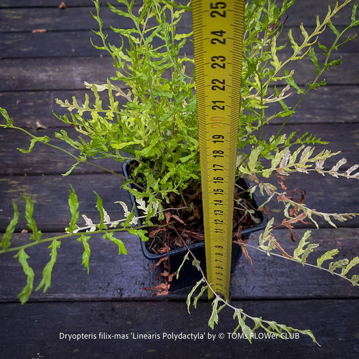 Dryopteris filix-mas ‘Linearis Polydactyla’ fern with distinctive multi-forked, finger-like frond tips and delicate architectural foliage.