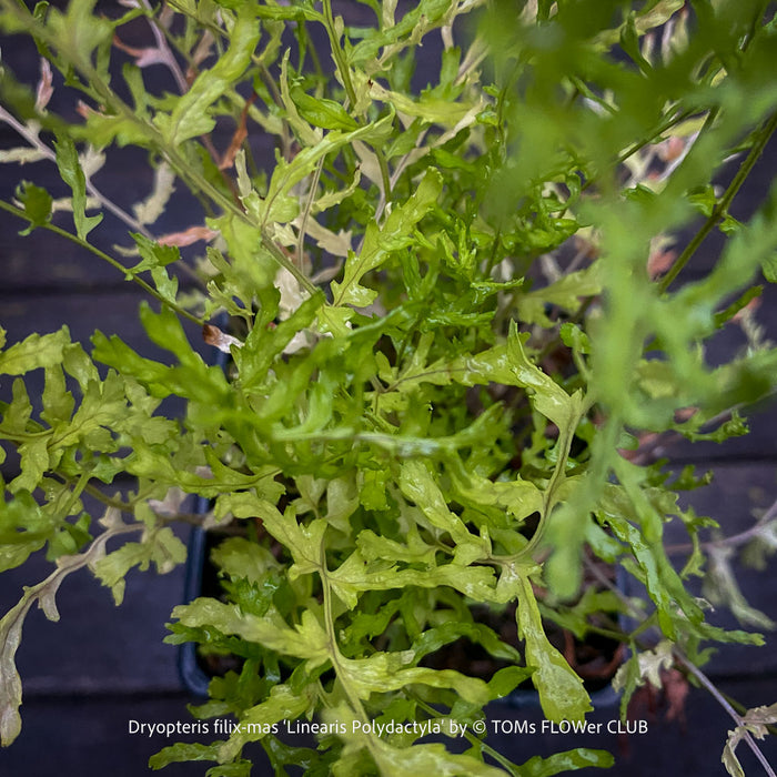 Dryopteris filix-mas ‘Linearis Polydactyla’ hardy garden fern for shaded borders and woodland gardens in Zurich and Switzerland.