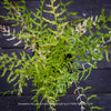 Mature Dryopteris filix-mas ‘Linearis Polydactyla’ with tall, arching fronds, suitable for naturalistic shade gardens and fern collections.