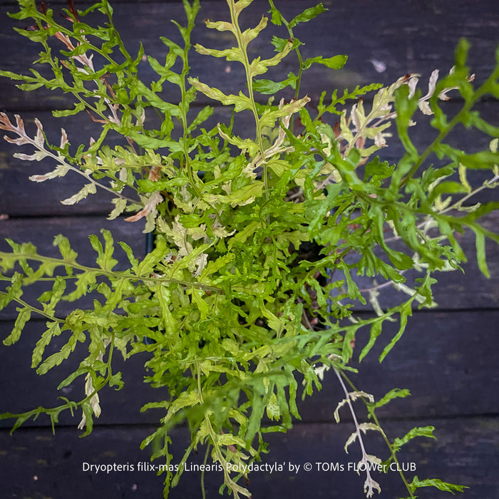 Mature Dryopteris filix-mas ‘Linearis Polydactyla’ with tall, arching fronds, suitable for naturalistic shade gardens and fern collections.