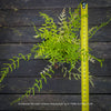 Dryopteris filix-mas ‘Linearis Polydactyla’ growing in a container, a frost-hardy ornamental fern for shaded patios and Swiss gardens.