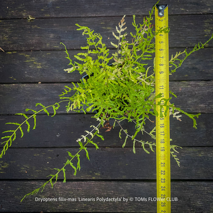 Dryopteris filix-mas ‘Linearis Polydactyla’ growing in a container, a frost-hardy ornamental fern for shaded patios and Swiss gardens.