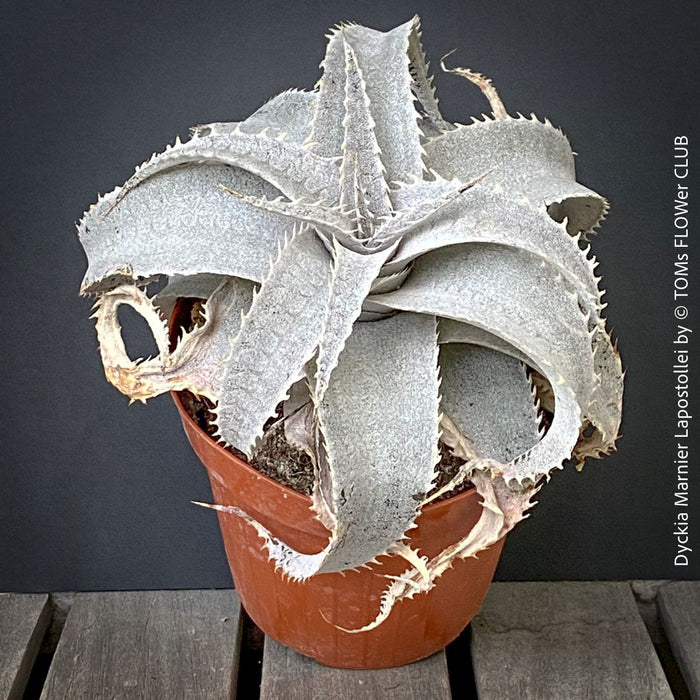 Potted Dyckia plant with unique leaf structure on a wooden surface against a dark background. Dyckia marnier-lapostollei, organically grown tropical plants for sale at TOMs FLOWer CLUB