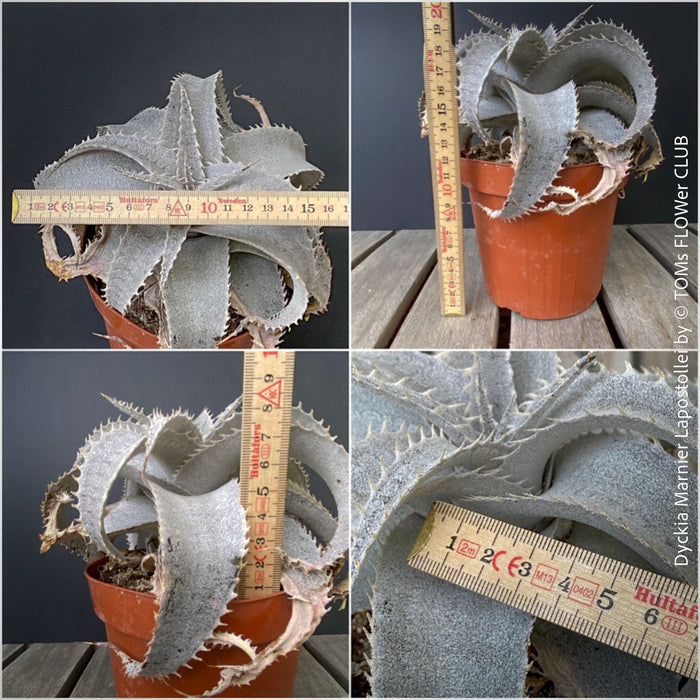 Collage of a potted plant with a ruler for scale on a wooden surface. Dyckia marnier-lapostollei, organically grown tropical plants for sale at TOMs FLOWer CLUB