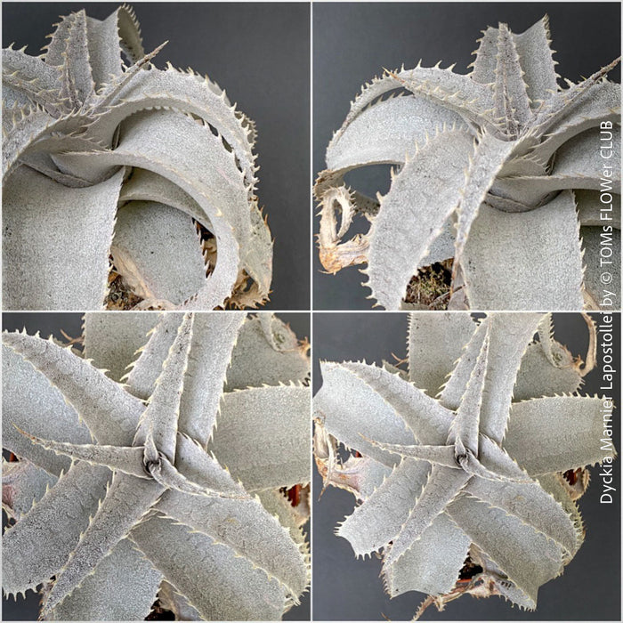 Dyckia marnier-lapostollei, organically grown tropical plants for sale at TOMs FLOWer CLUB