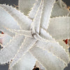 Close-up of a textured surface with spiky, grayish leaves. Dyckia marnier-lapostollei, organically grown tropical plants for sale at TOMs FLOWer CLUB