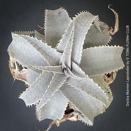 Dyckia marnier-lapostollei, organically grown tropical plants for sale at TOMs FLOWer CLUB