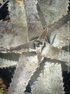 Dyckia marnier-lapostollei, organically grown tropical plants for sale at TOMs FLOWer CLUB