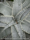 Dyckia marnier-lapostollei, organically grown tropical plants for sale at TOMs FLOWer CLUB